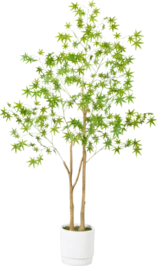 Calamia Green Silk Tree