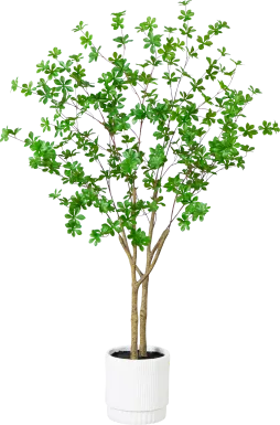 Clyston Green Silk Tree