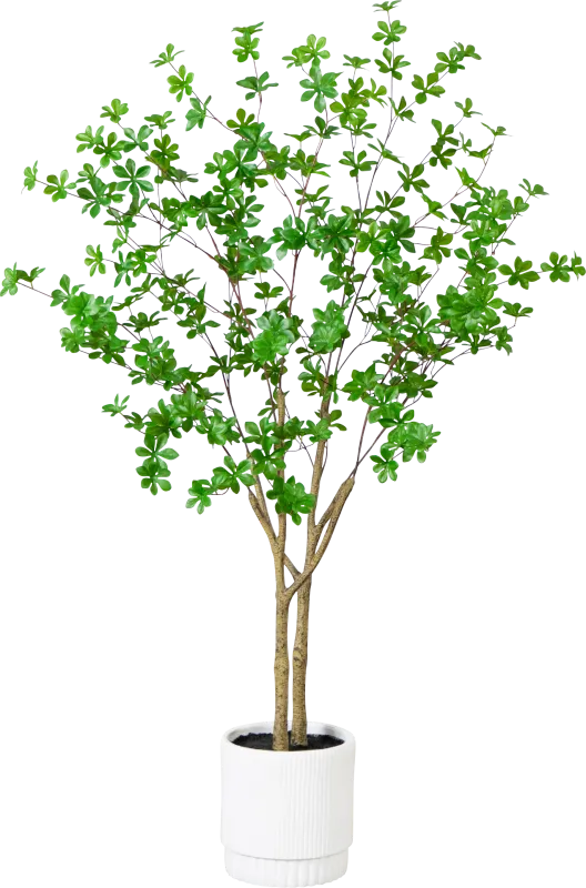 Clyston Green Silk Tree