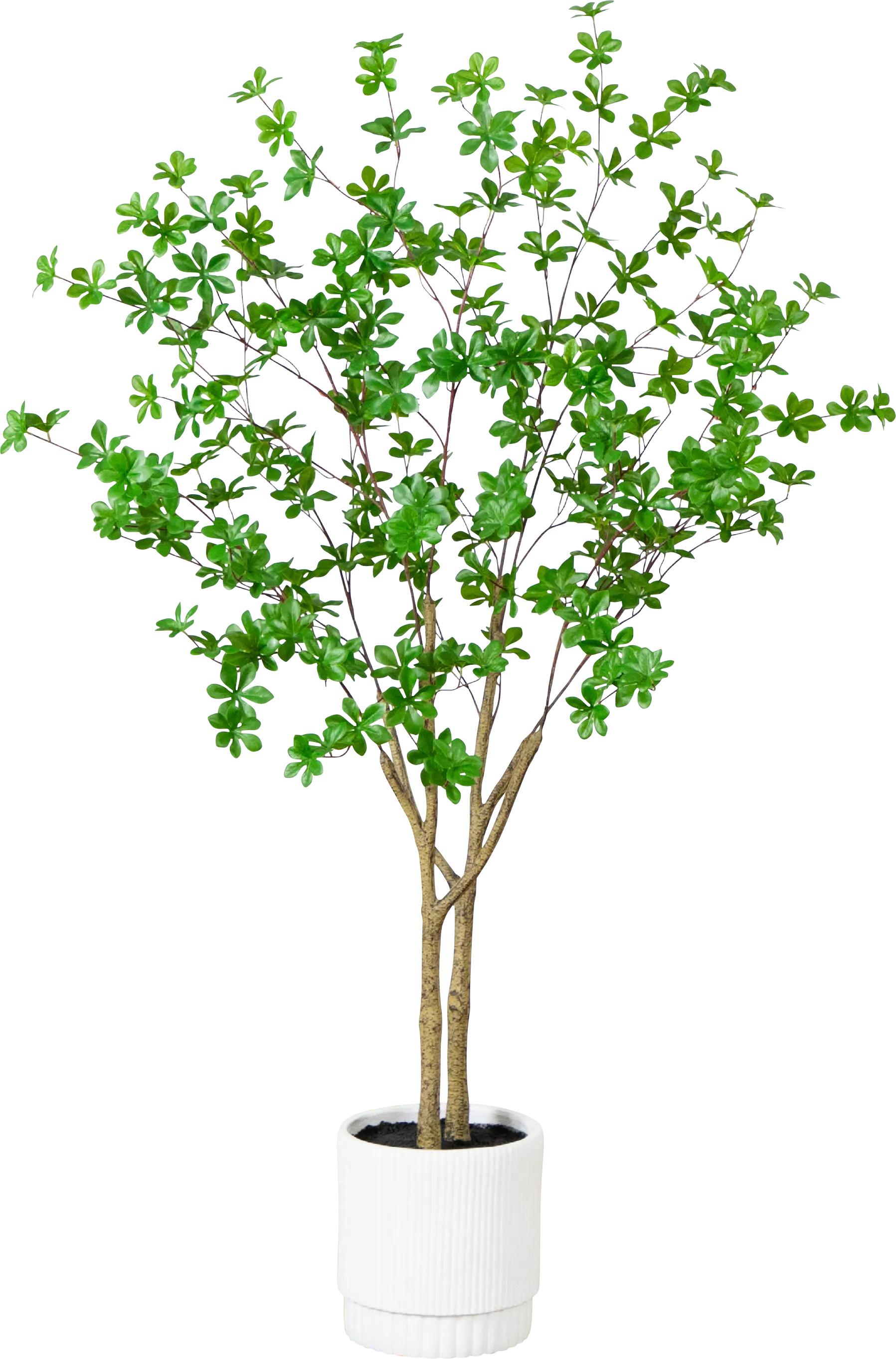 Clyston Green Silk Tree