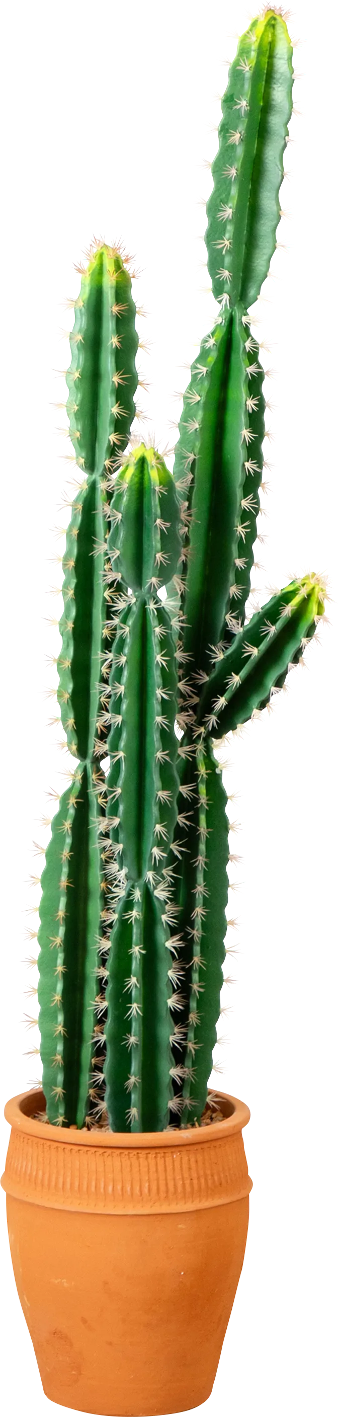 Darland Green Silk Plant - Thumbnail - Image 1