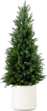 Koegel Green Indoor/Outdoor Silk Tree