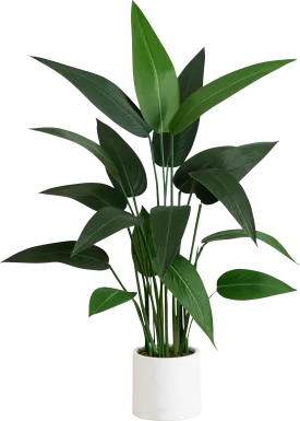 Malenock I Green Silk Plant