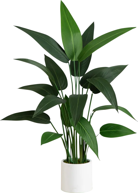 Malenock I Green Silk Plant