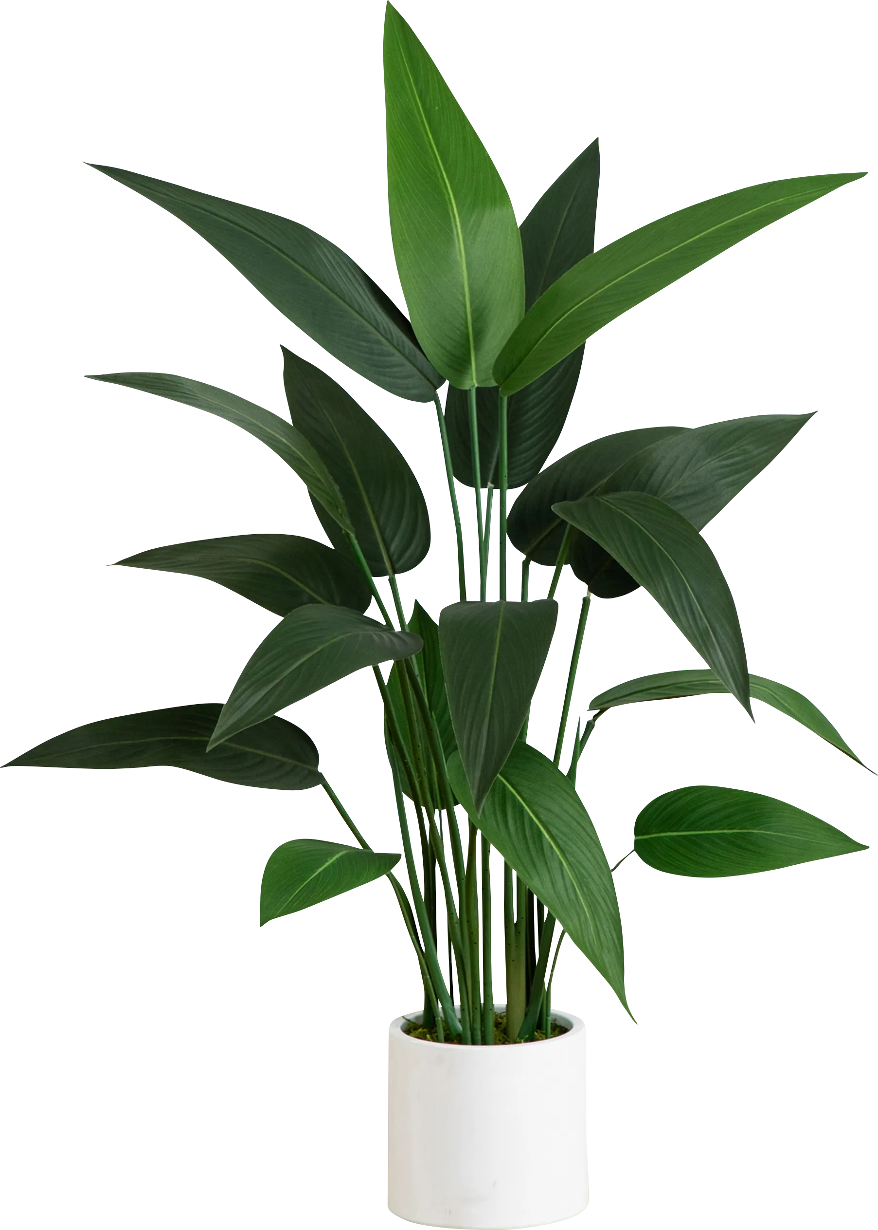 Malenock I Green Silk Plant - Image 1