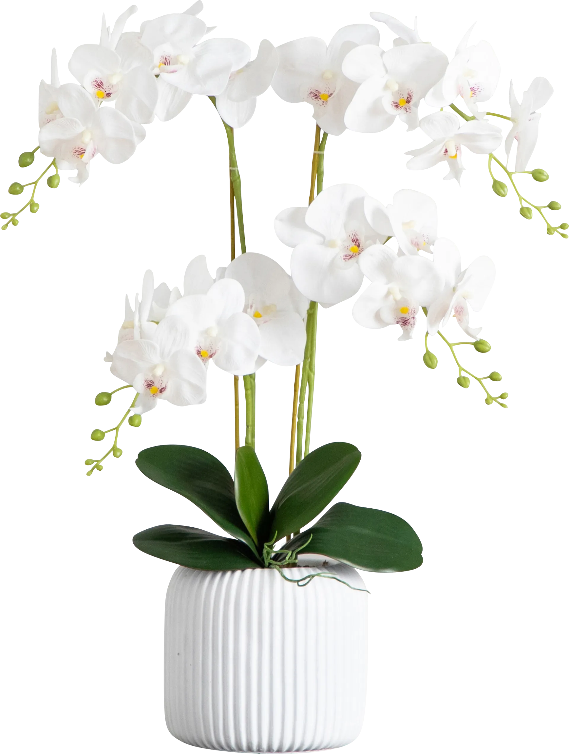 Bierer White Silk Floral - Image 1