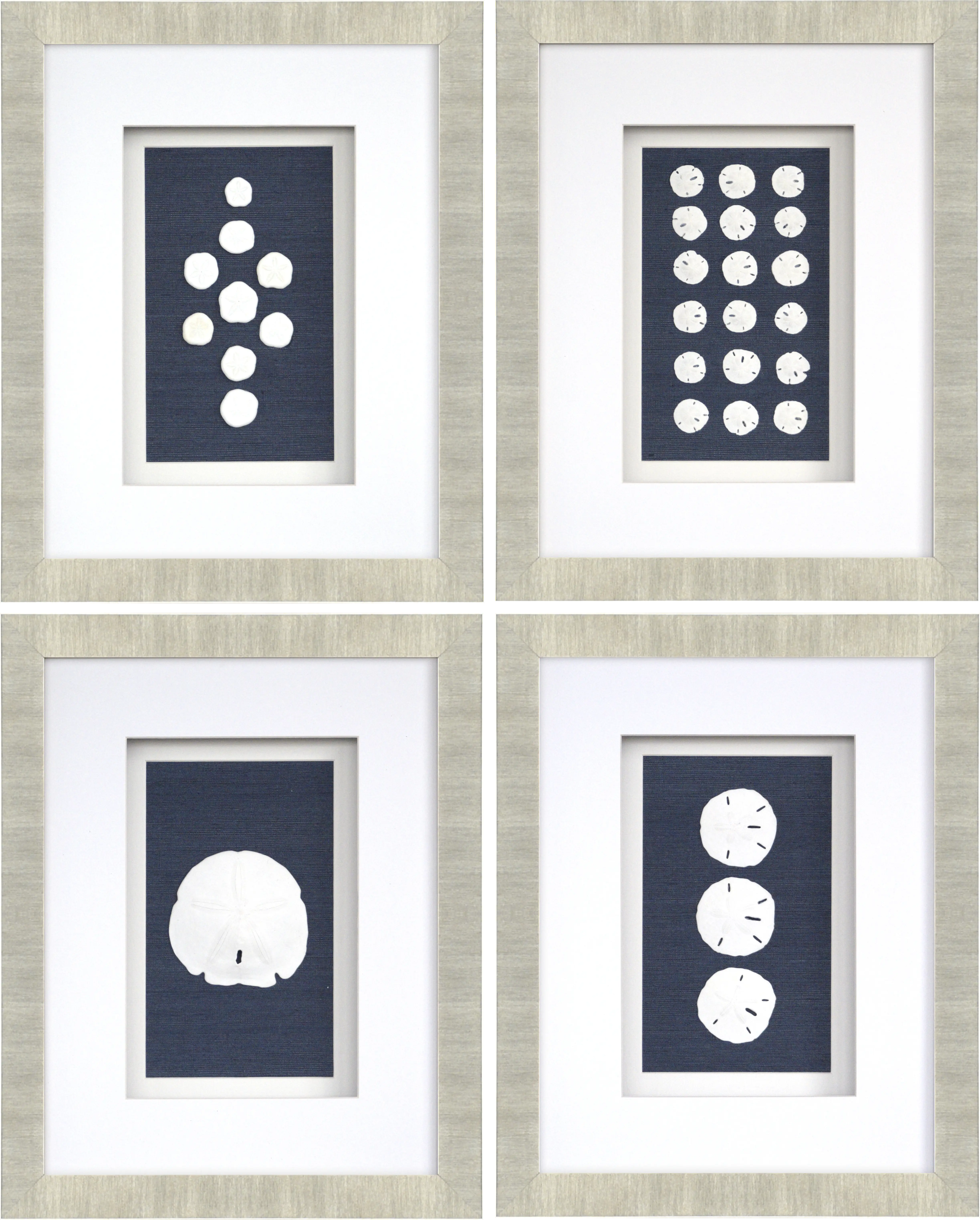 Sand Dollars Set of 4 Artwork
