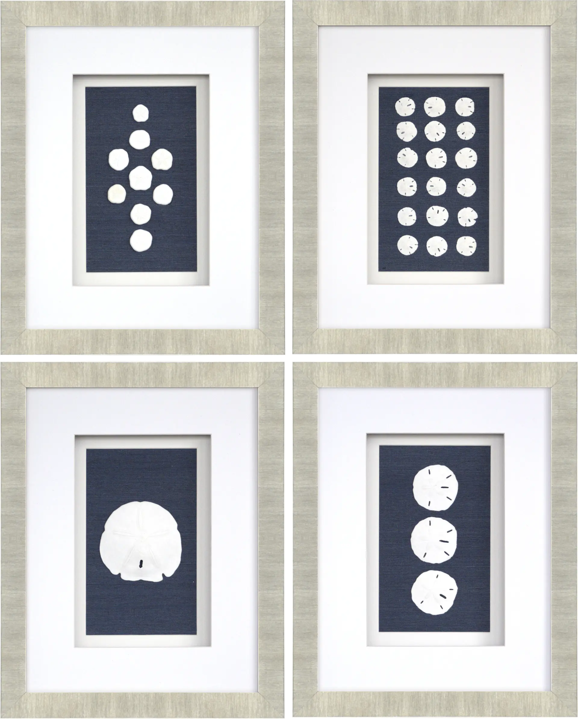 Sand Dollars Set of 4 Artwork