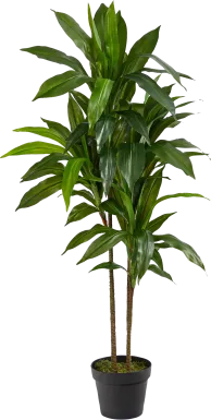 Darian Green Dracaena Silk Tree