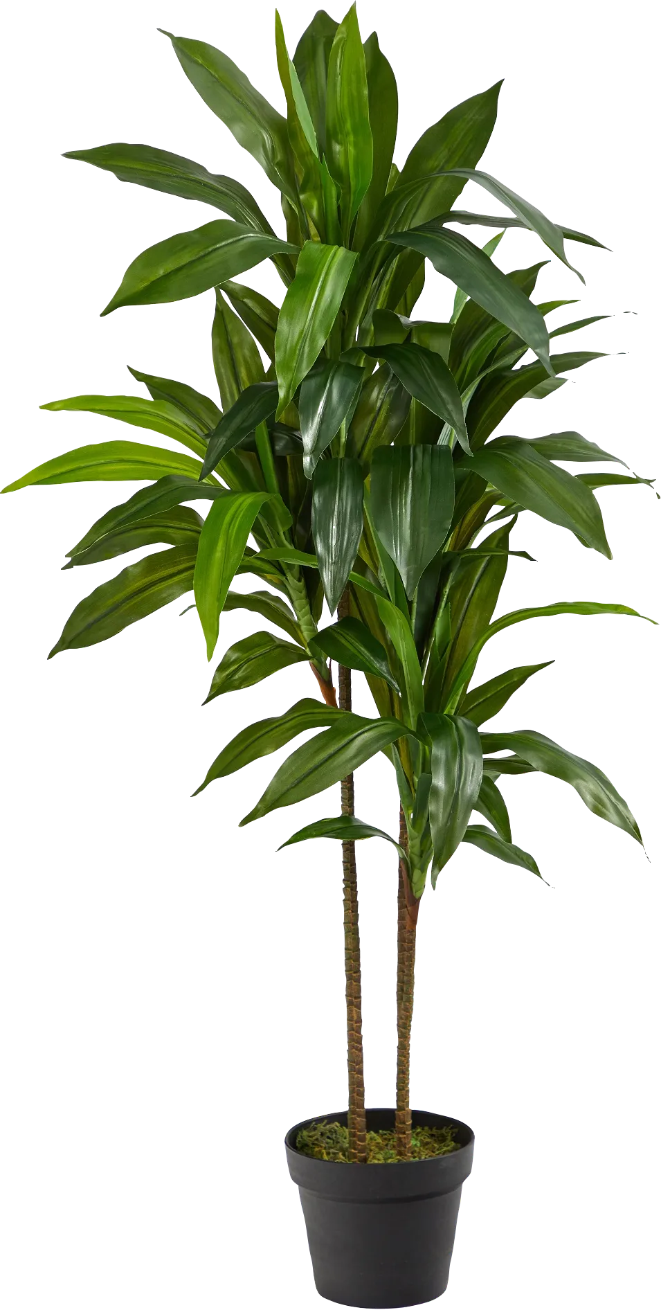 Darian Green Dracaena Silk Tree - Image 1