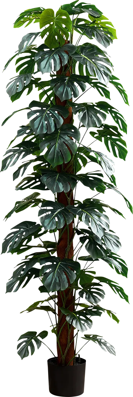 Calhouny Green Silk Plant - Image 1