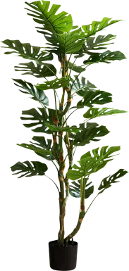 Casron Green Silk Plant