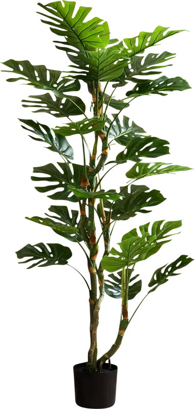 Casron Green Silk Plant