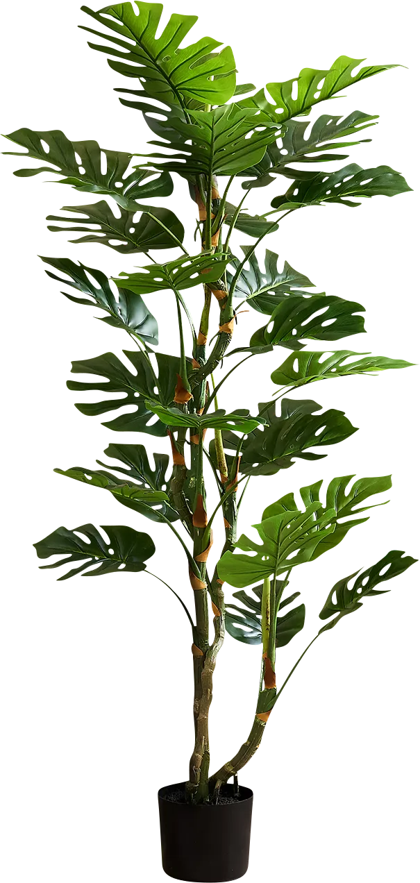 Casron Green Silk Plant - Image 1