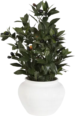 Caui Green Silk Plant