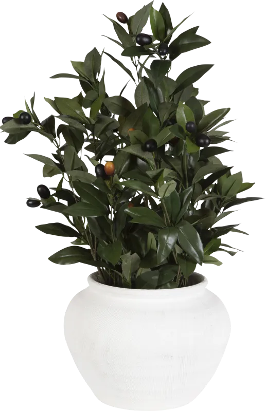 Caui Green Silk Plant