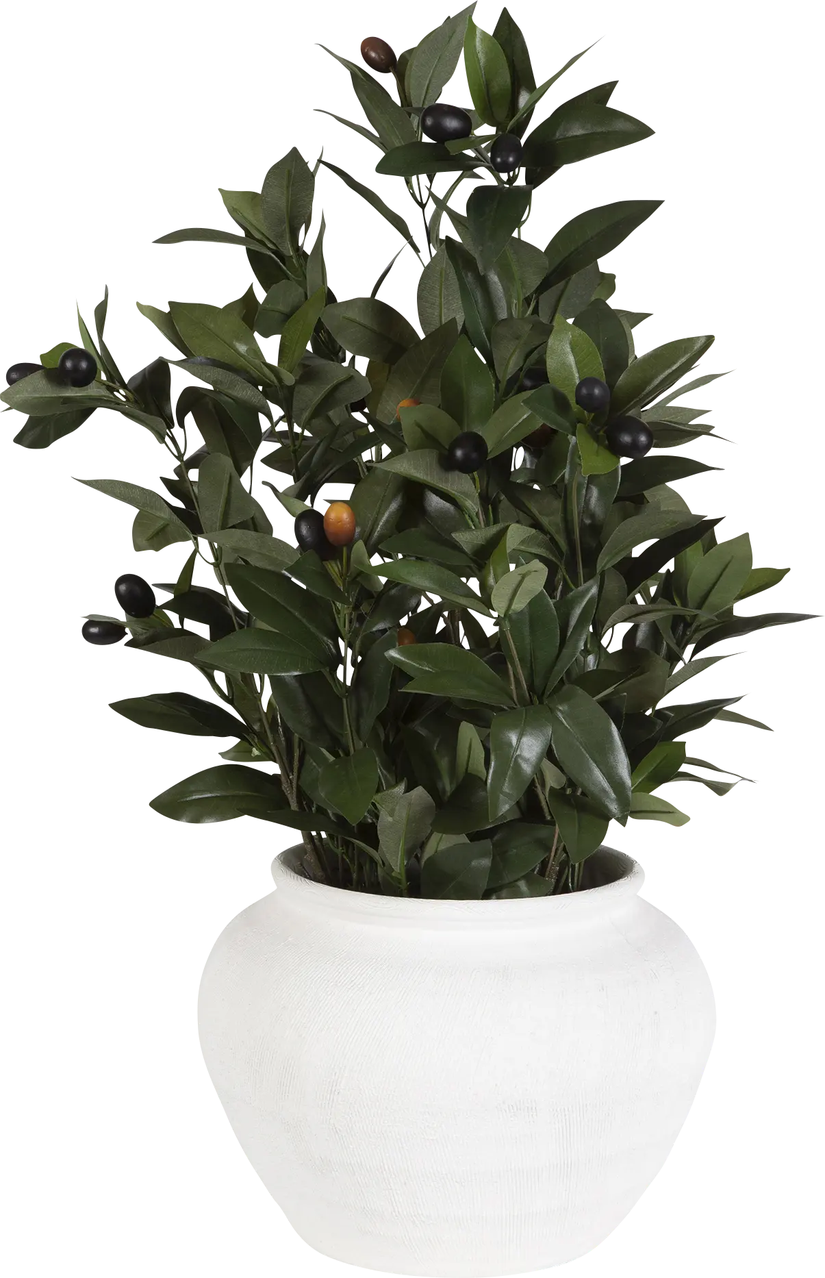 Caui Green Silk Plant