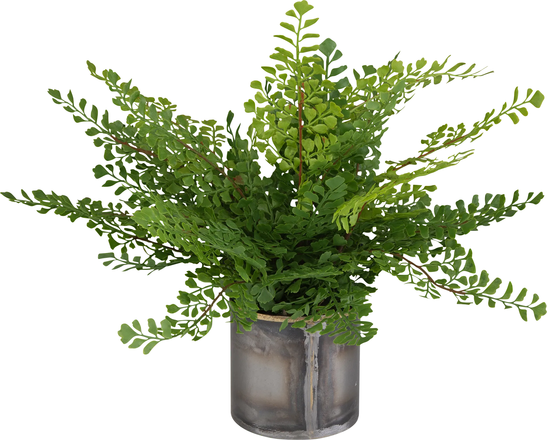 Daski Green Silk Plant - Image 1