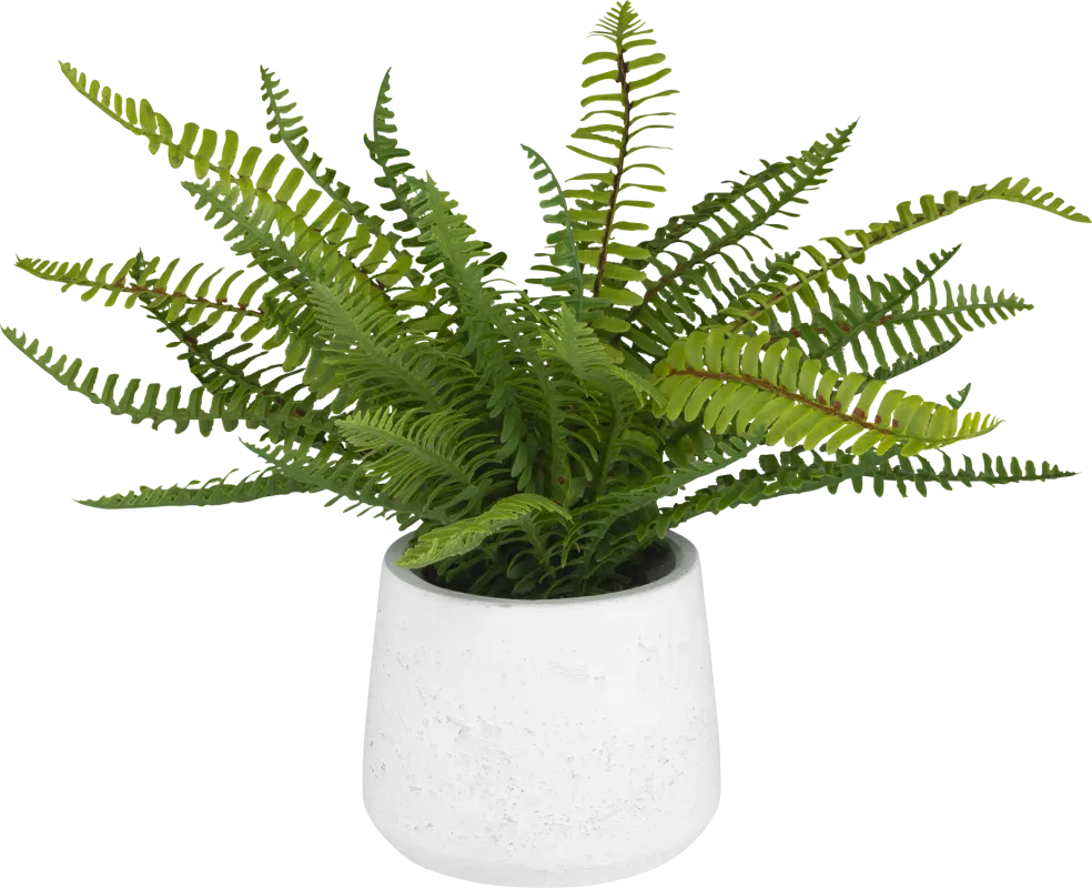 Kaino Green Silk Plant