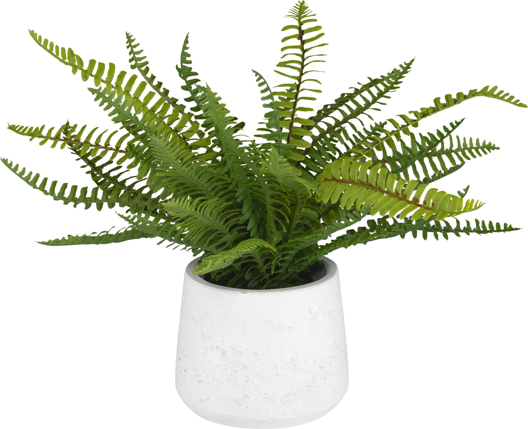 Kaino Green Silk Plant