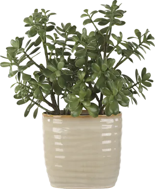 Hallo Beige Silk Plant