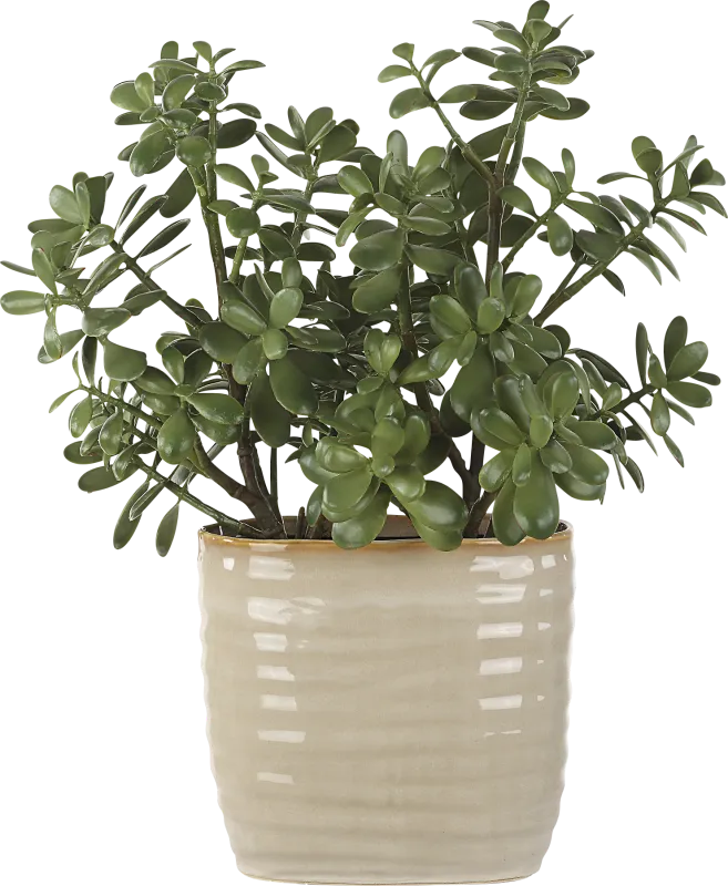 Hallo Beige Silk Plant