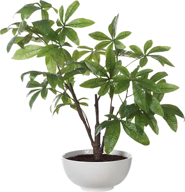 Faun Green Silk Plant