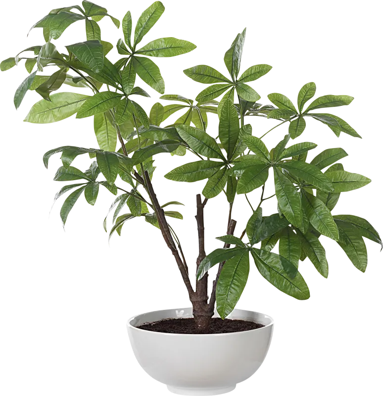 Faun Green Silk Plant