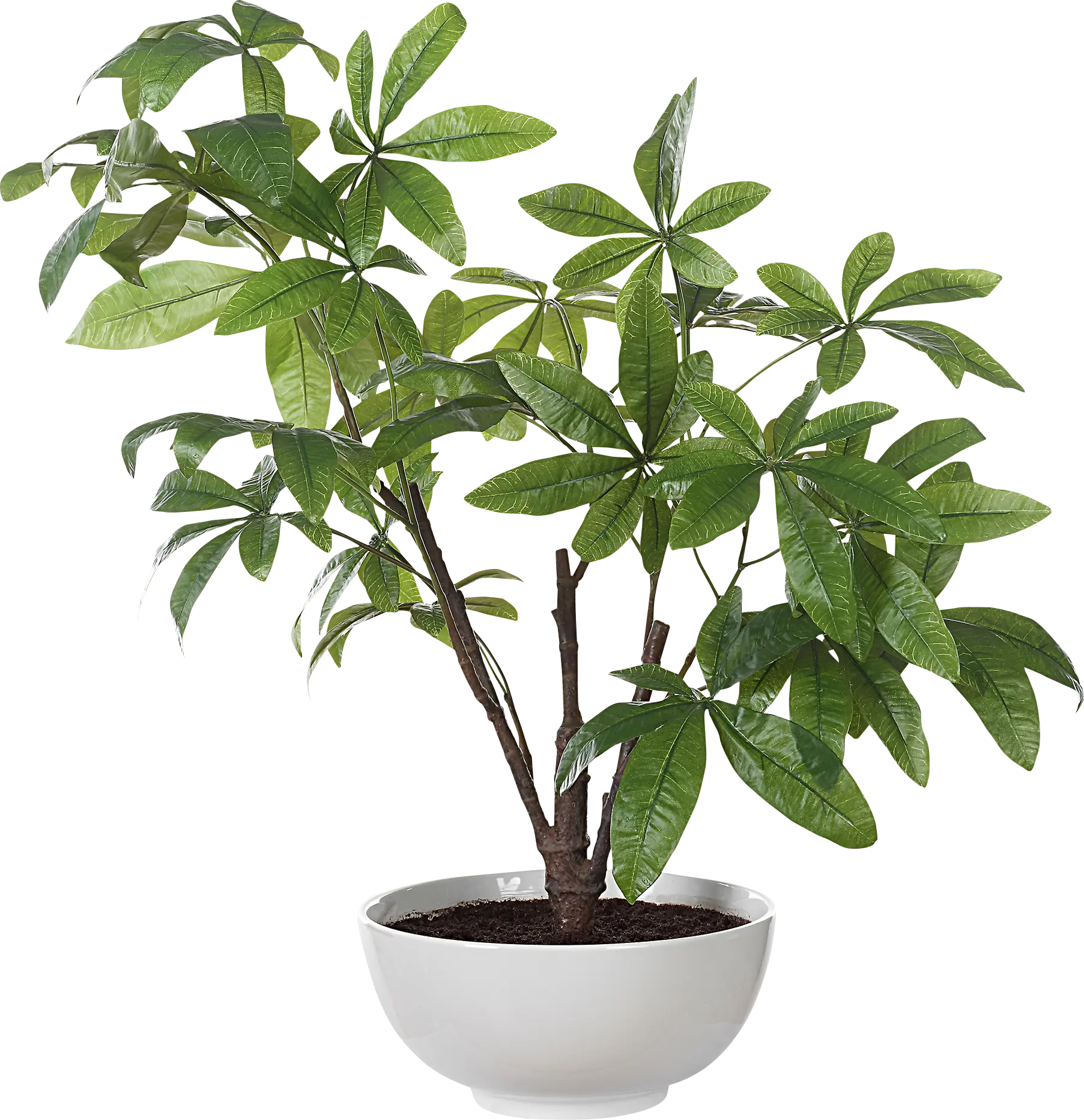 Faun Green Silk Plant