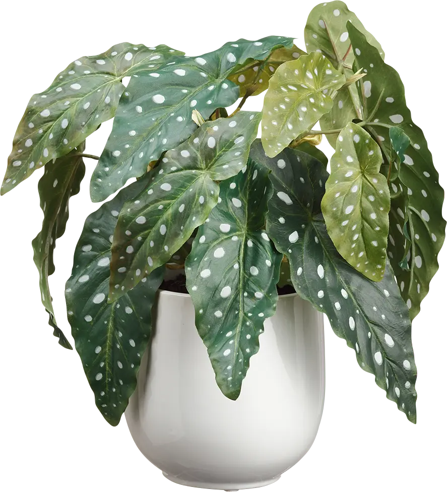 Talren Green Silk Plant