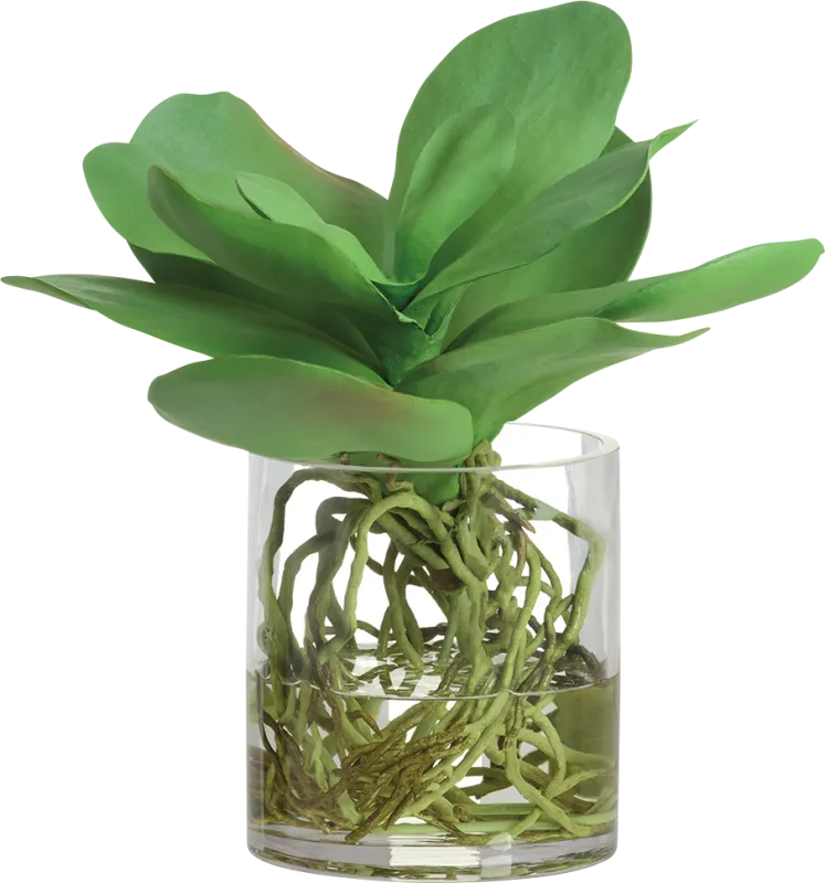 Agereth Green Silk Plant