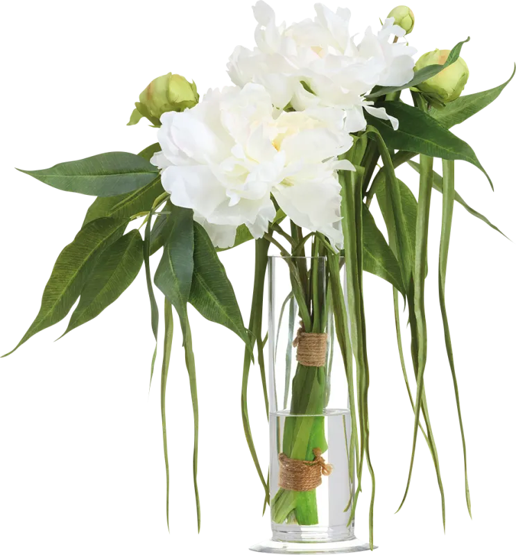 Treder White Silk Plant