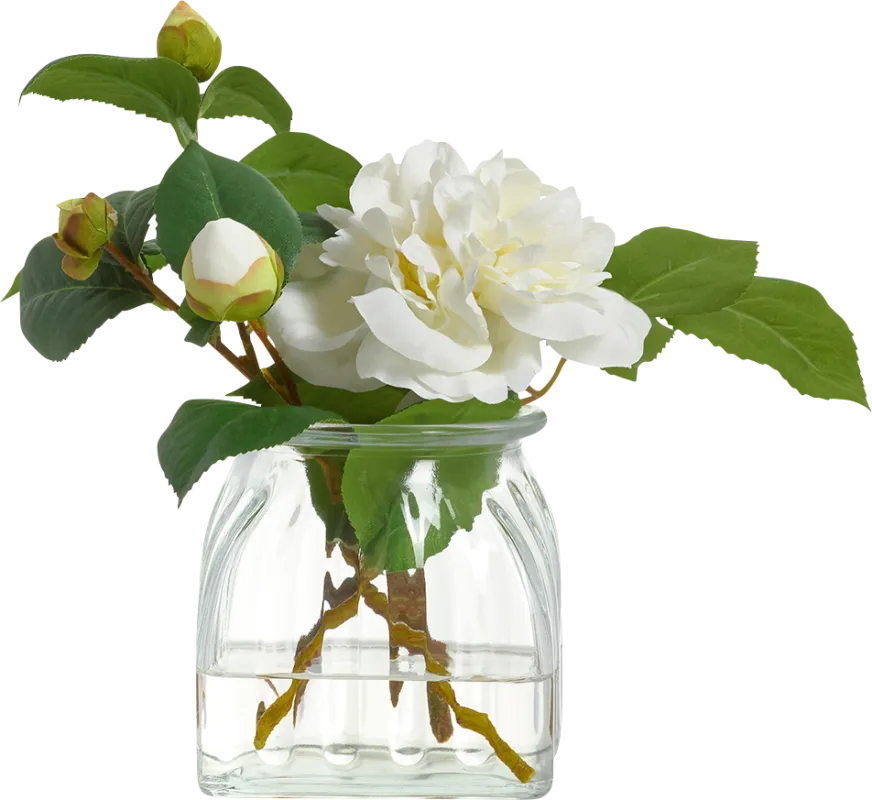 Tasella White Silk Plant
