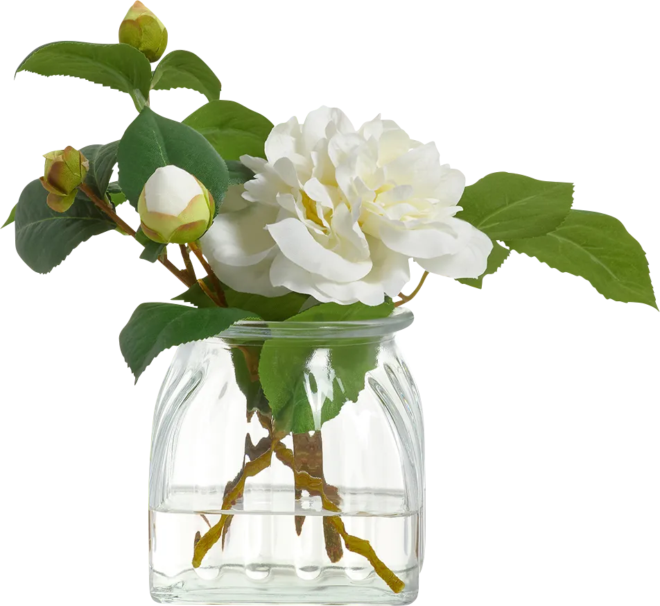 Tasella White Silk Plant - Image 1