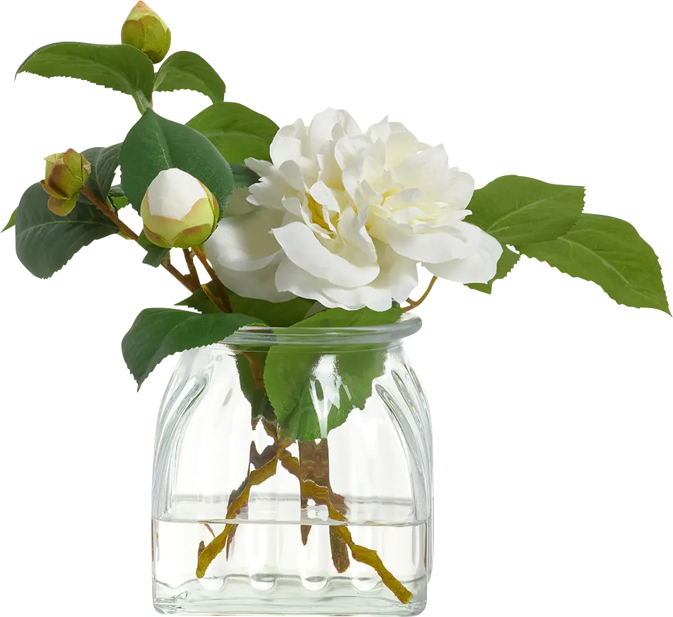 Tasella White Silk Plant