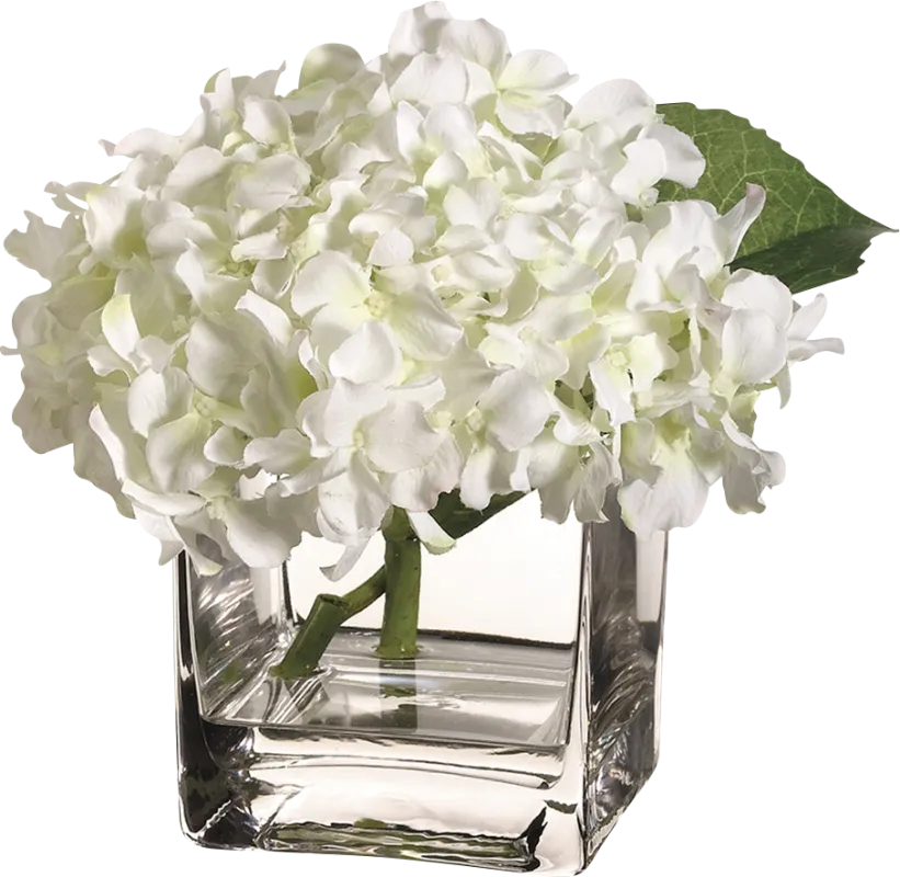Kelemon White Silk Plant