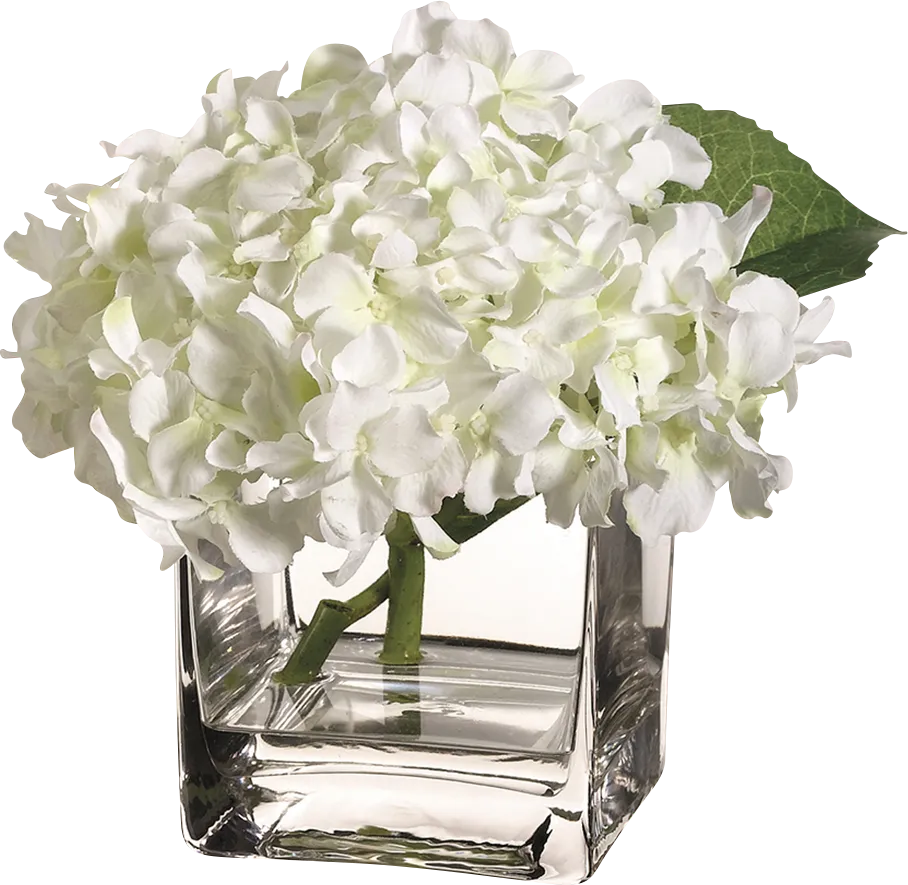 Kelemon White Silk Plant - Image 1