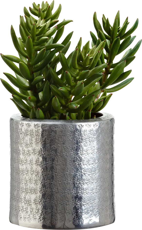 Pasdoc Green Silk Plant - Thumbnail - Image 1