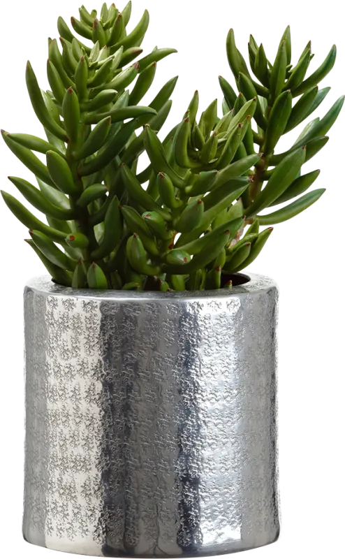 Pasdoc Green Silk Plant