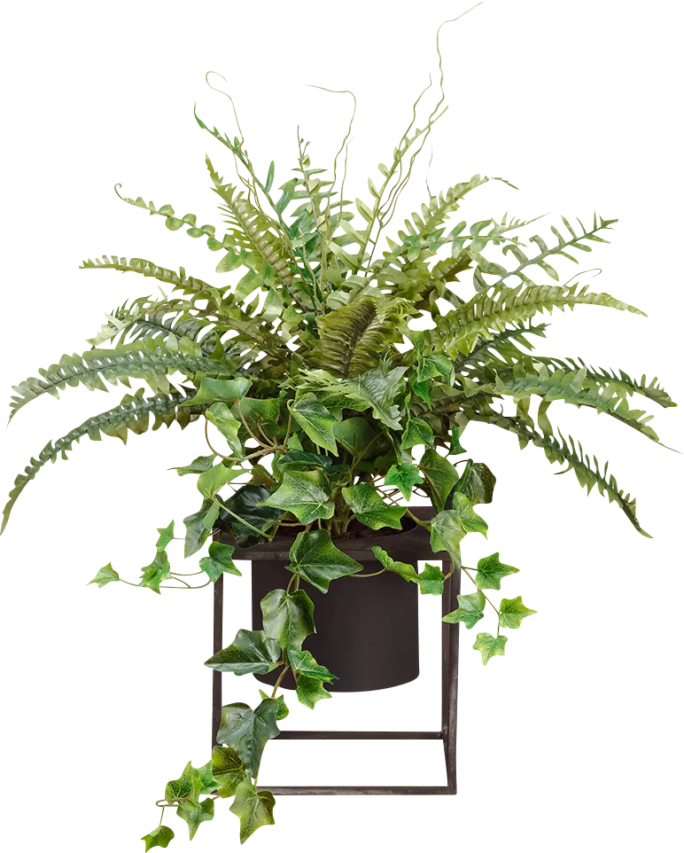 Elenci Green Silk Plant - Thumbnail - Image 1