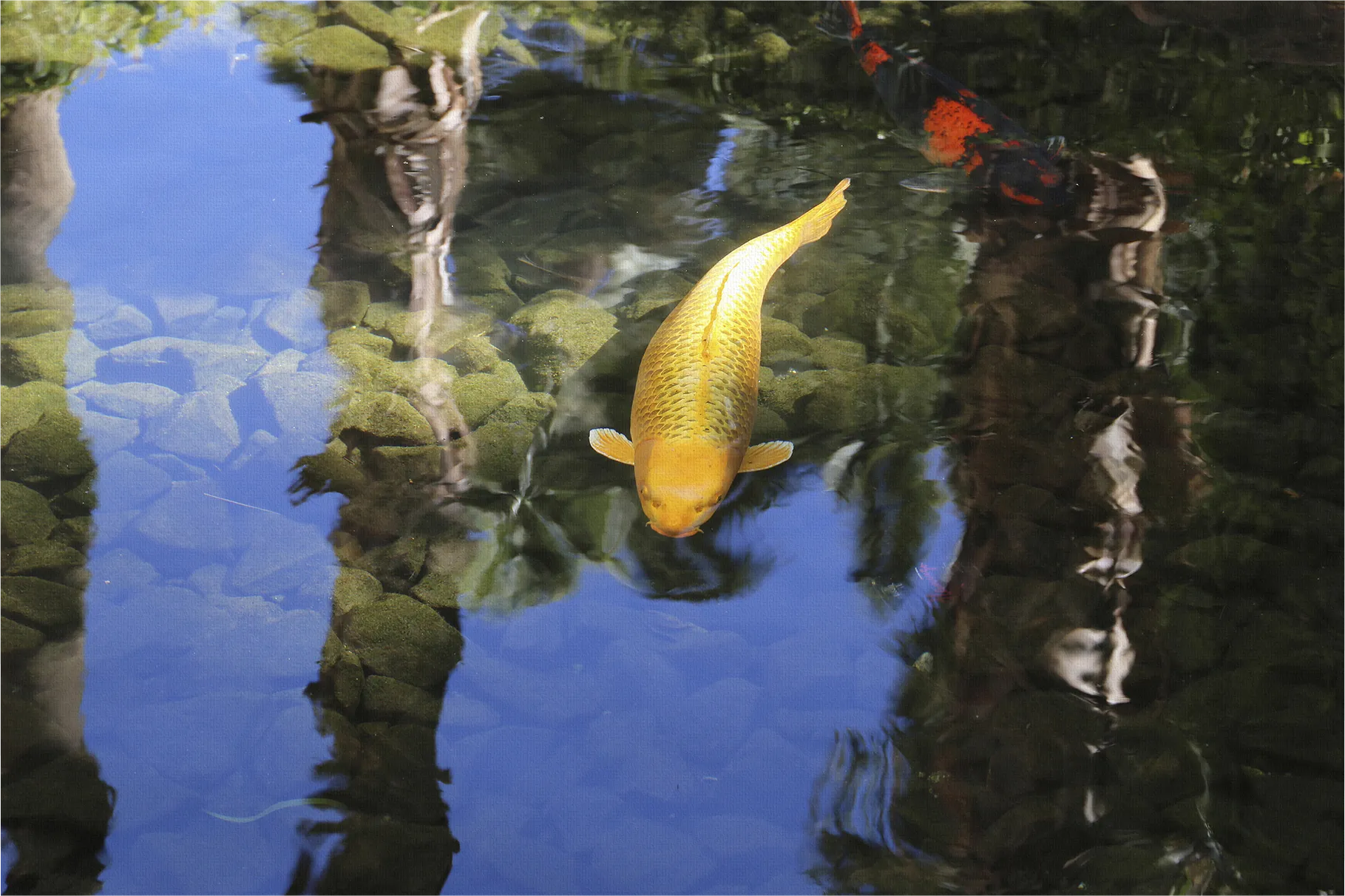 The Coyo Multi Artwork - Thumbnail - Image 1