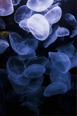 How To Flow Multi Artwork