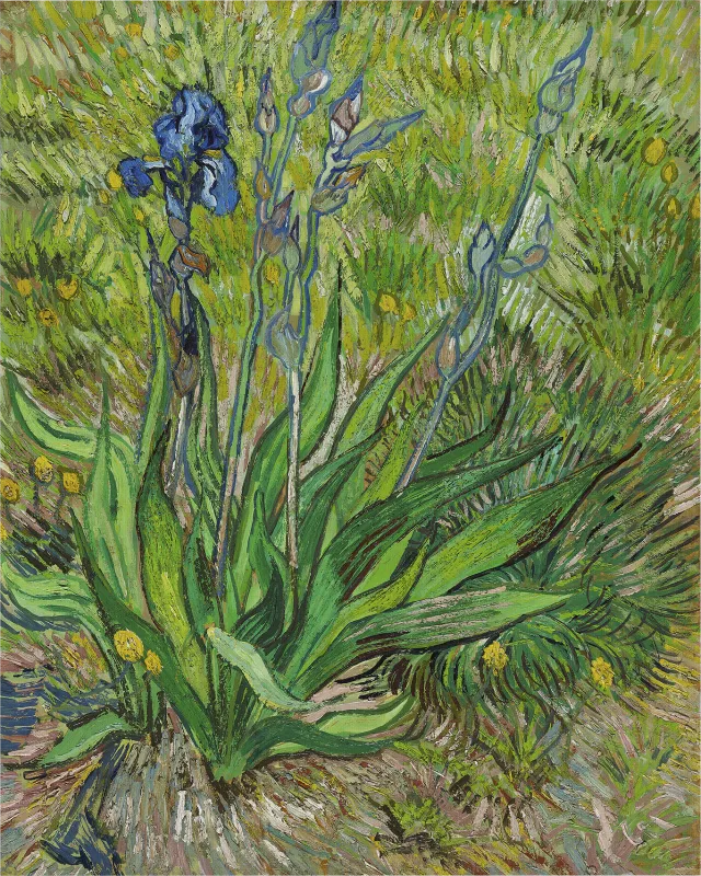 The Iris Multi Artwork