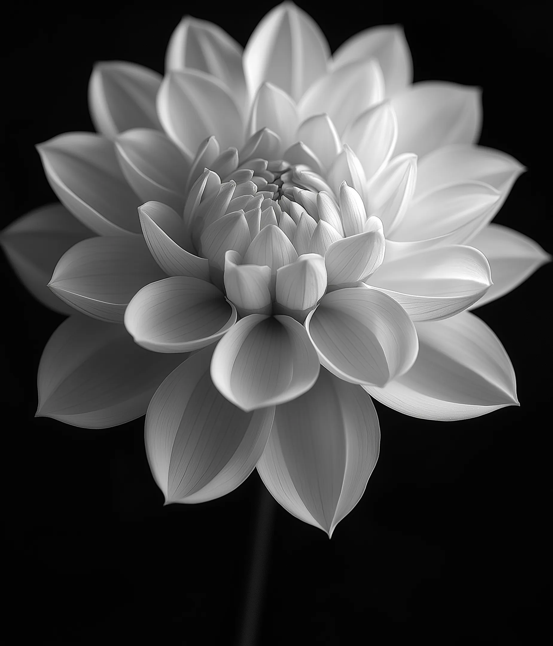 Faniry I Black Artwork - Thumbnail - Image 1