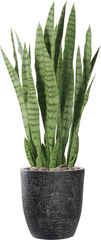 Zenara 30 in. Sansevieria UV Artificial Plant in Black Planter