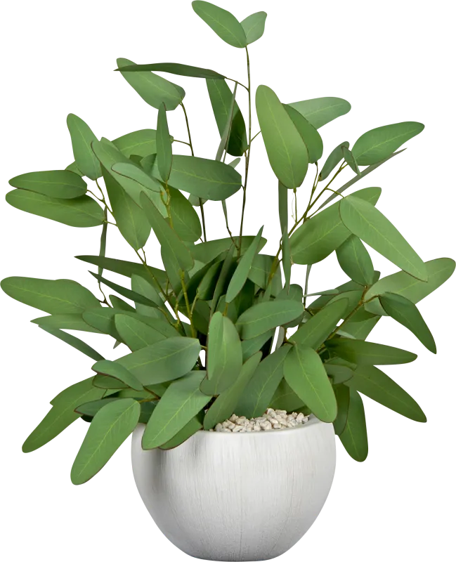Attab White Silk Plant
