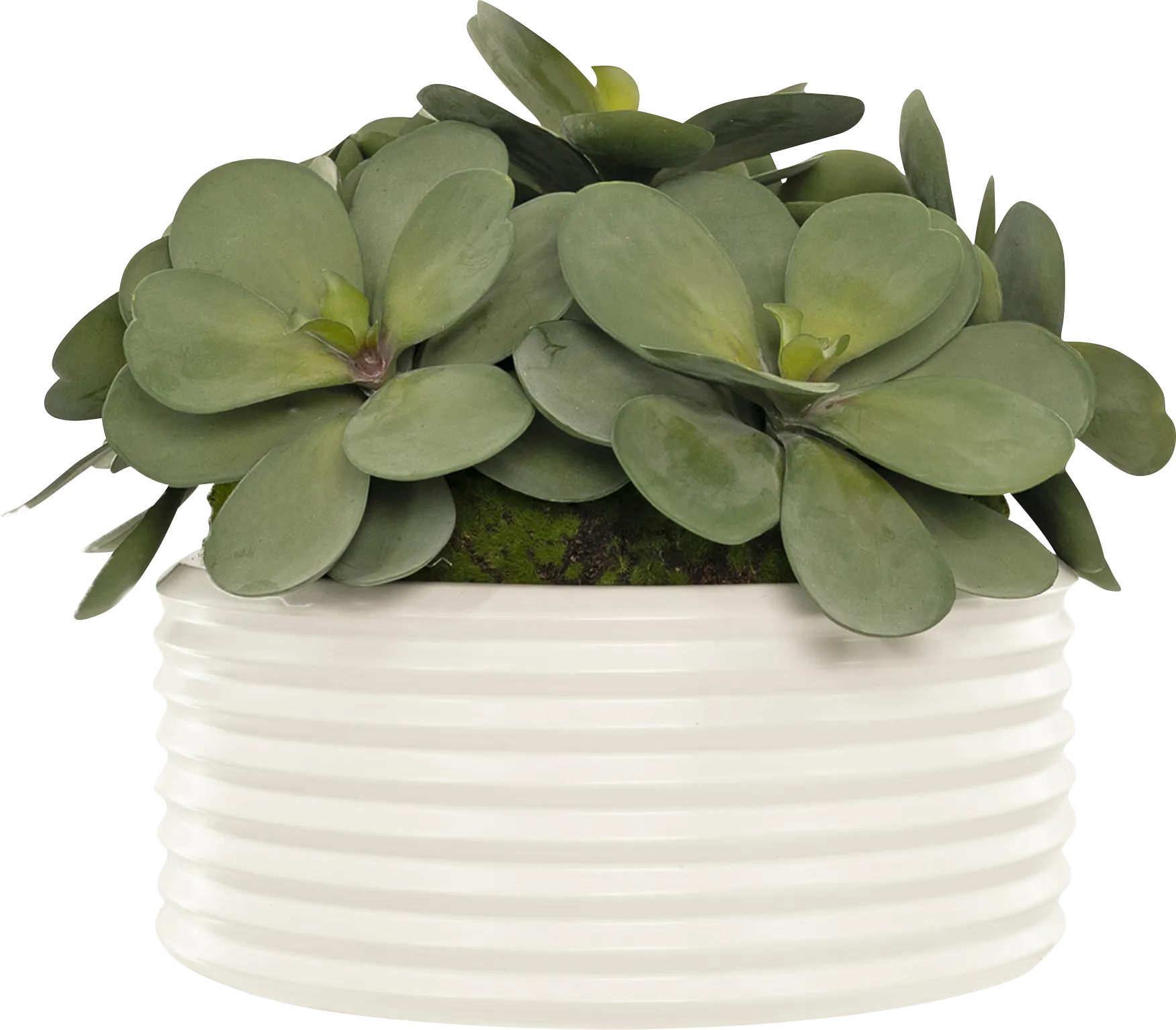 Sulai White Silk Plant - Thumbnail - Image 1