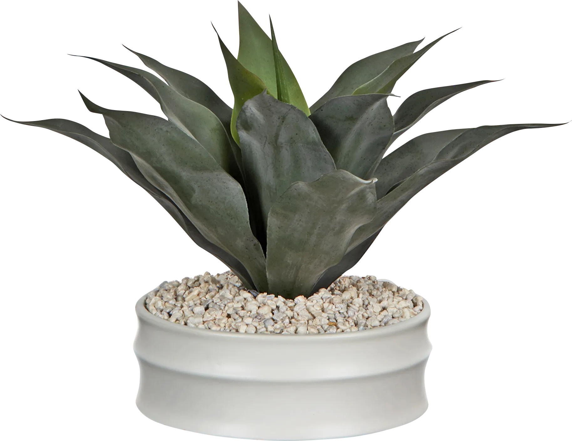 Sabti White Silk Plant - Thumbnail - Image 1