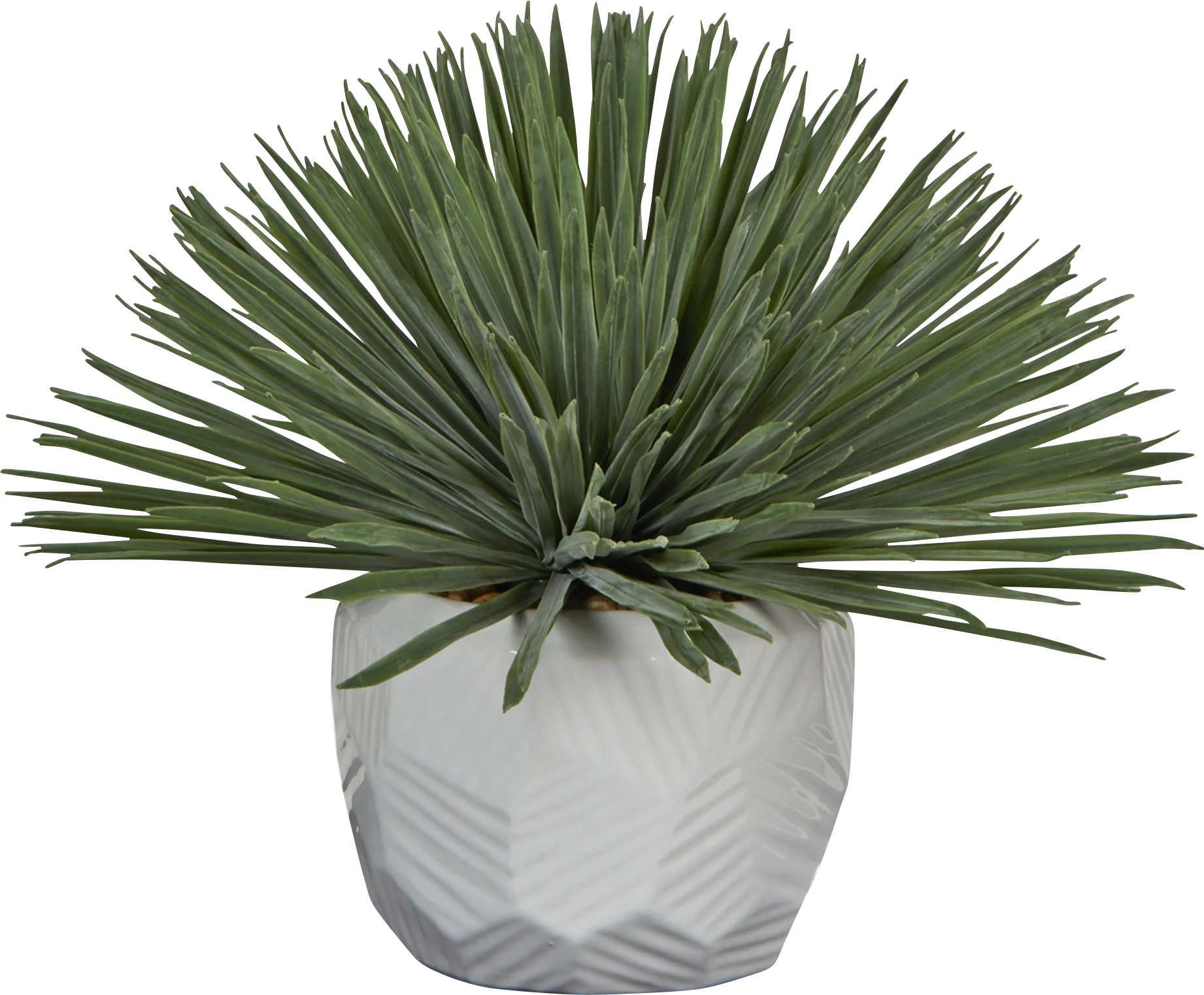 Isbili White Silk Plant - Thumbnail - Image 1