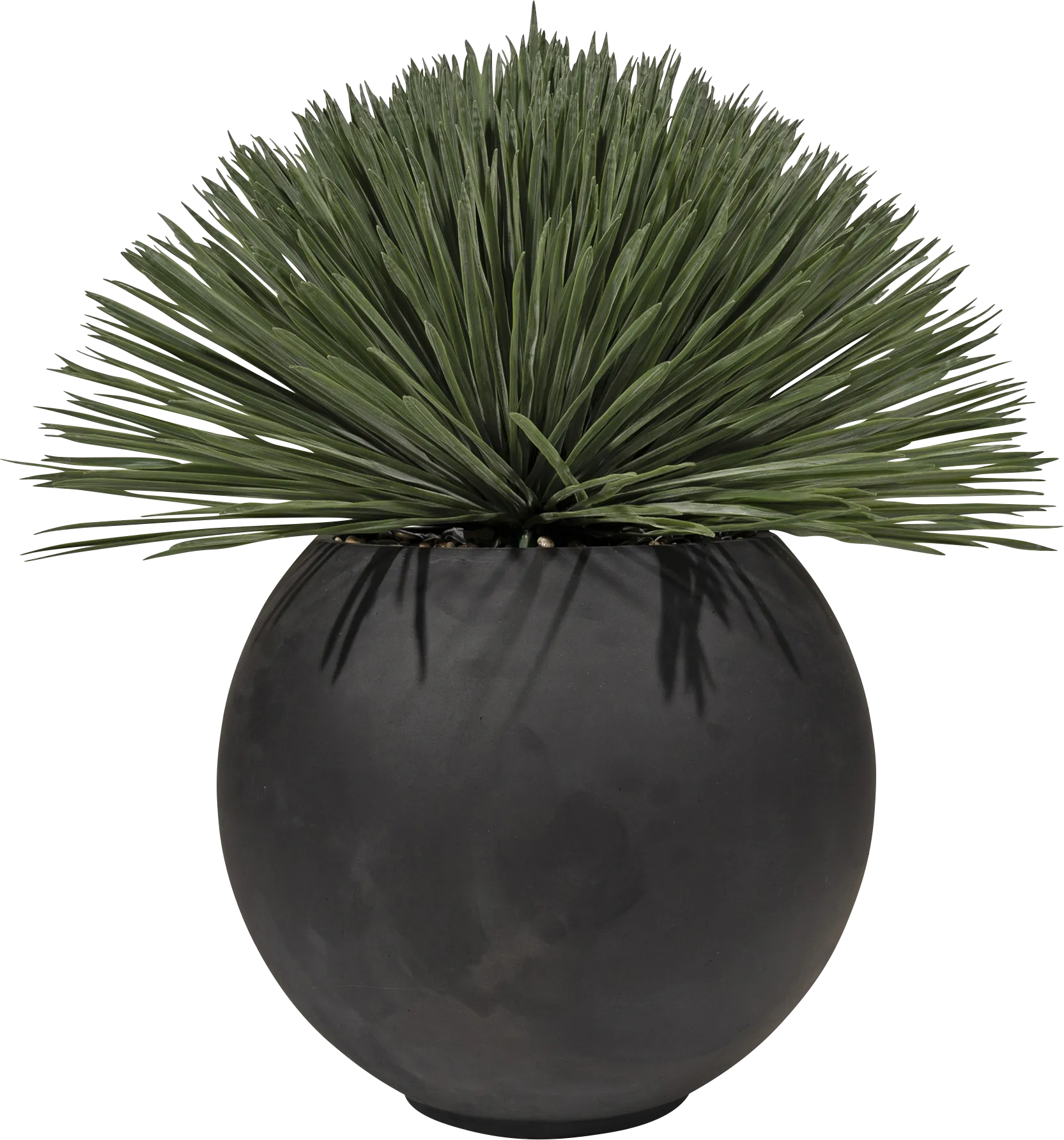 Enthi Black Silk Plant - Image 1